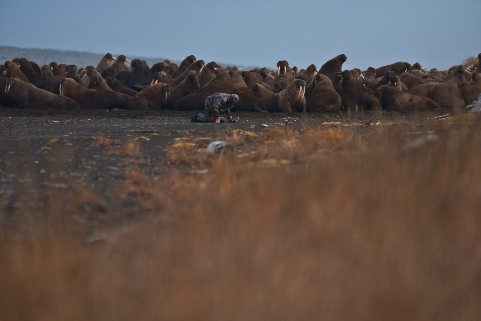 Someone working in Animals — Ellis Abel Learns A USGS biologist crouches among walruses hauled out on an Alaskan beach to attach a tracking radio. Real USGS photograph used on the Ellis Abel Learns "Why I Love Animals" page.