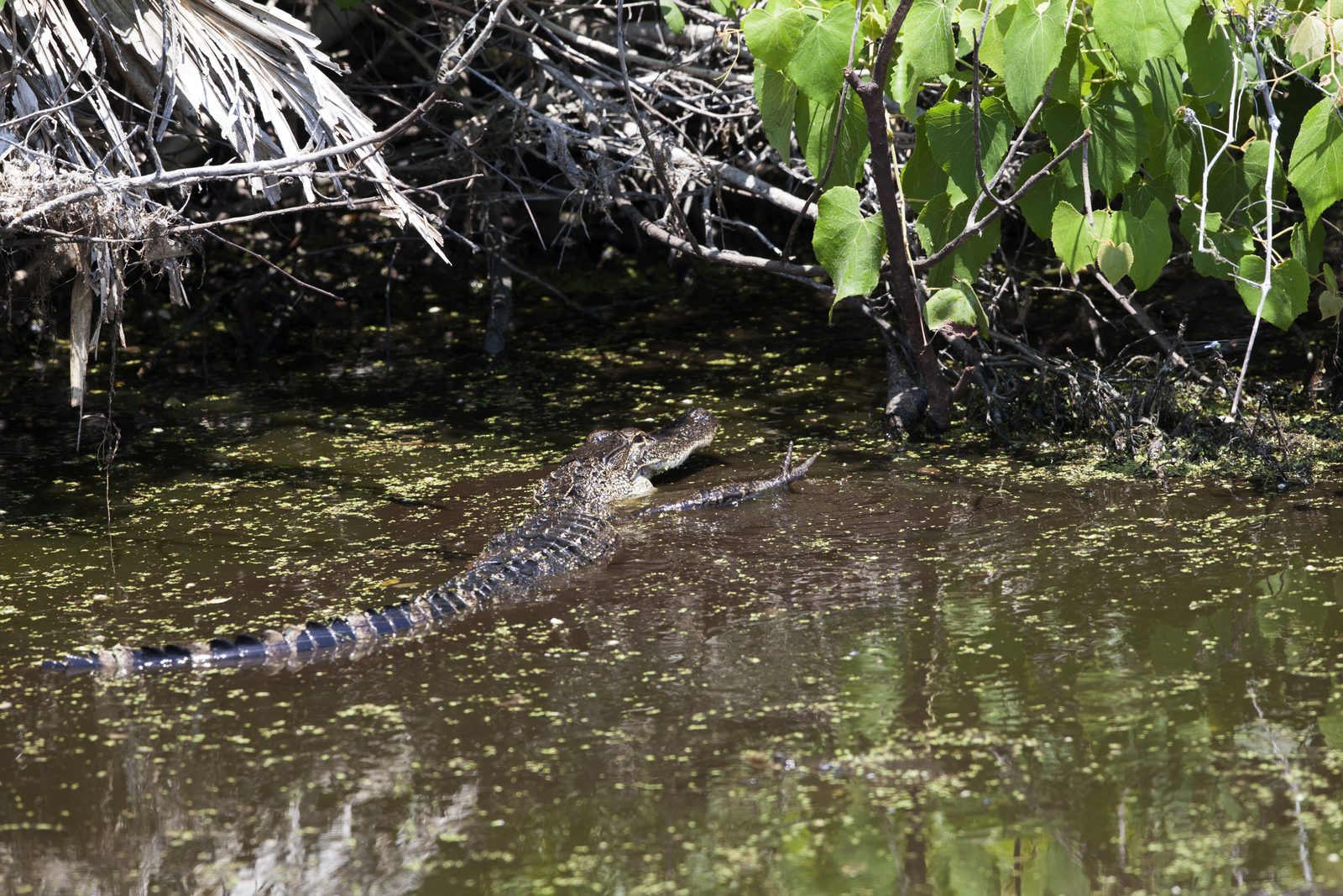 An alligator moving through a brackish waterway at Kennedy Space Center, only its eyes and back above the water. Real NASA photograph used on the Ellis Abel Learns "Why I Love Animals" page.