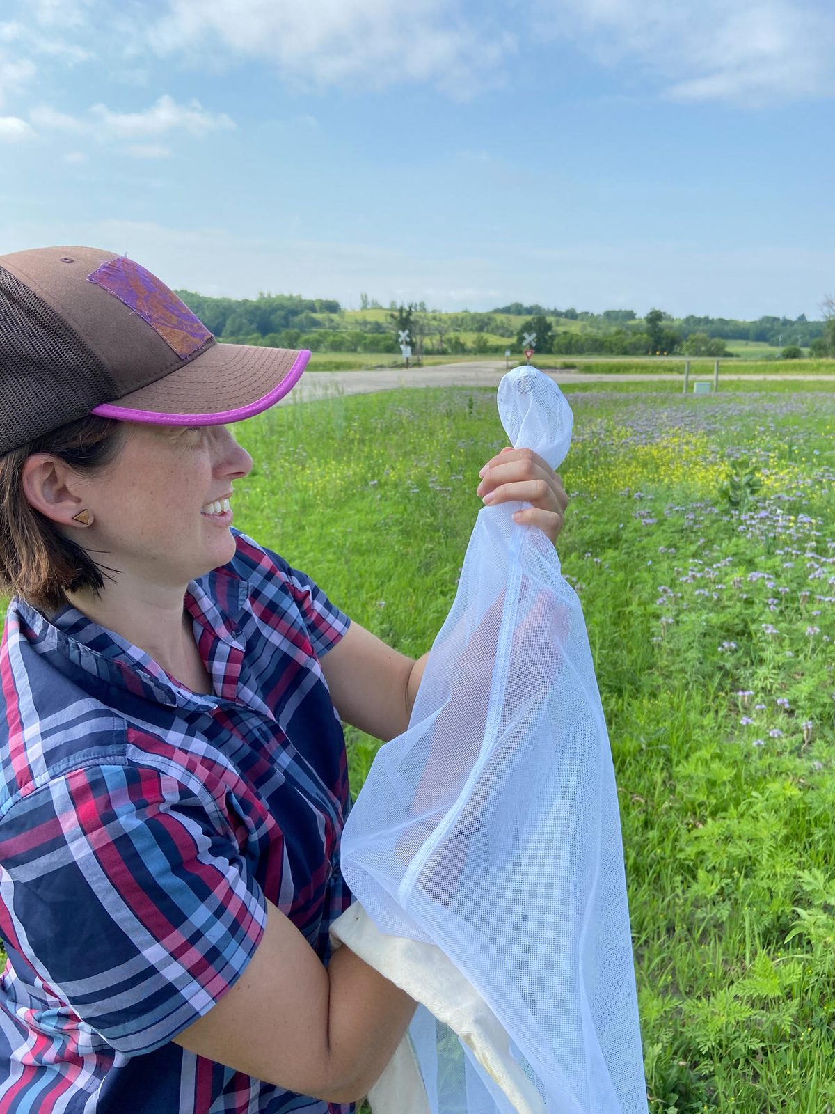 Someone working in Bees — Ellis Abel Learns A USGS researcher pinches the top of a white net bag to trap a bumble bee caught during a pollinator survey in North Dakota grassland. Real USGS photograph used on the Ellis Abel Learns "Why I Love Bees" page.
