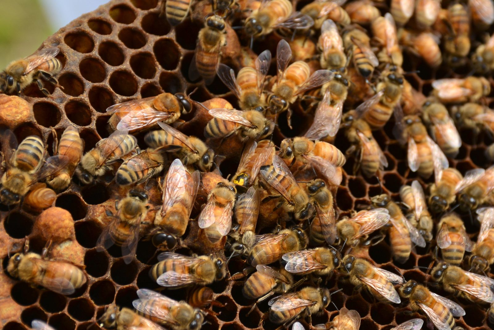 A honeybee queen marked with a yellow dot on her back, surrounded by worker bees on the honeycomb. Real USGS photograph used on the Ellis Abel Learns "Why I Love Bees" page.