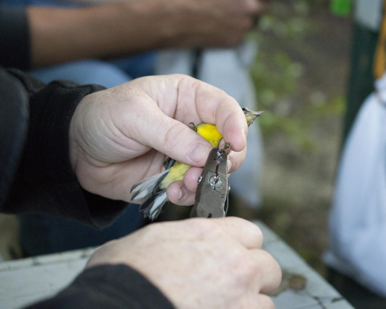 Someone working in Birds — Ellis Abel Learns A pair of hands holds a small songbird while fitting a numbered metal USGS band around its leg during migration monitoring. Real USGS photograph used on the Ellis Abel Learns "Why I Love Birds" page.