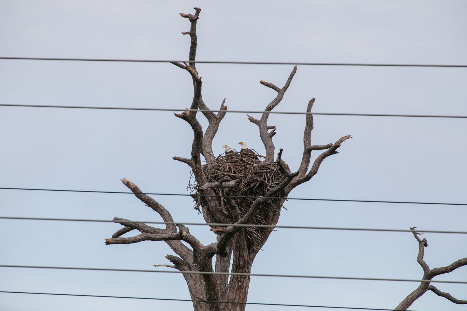 A pair of American bald eagles perched on the rim of their large stick nest on Kennedy Space Center property. Real NASA photograph used on the Ellis Abel Learns "Why I Love Birds" page.