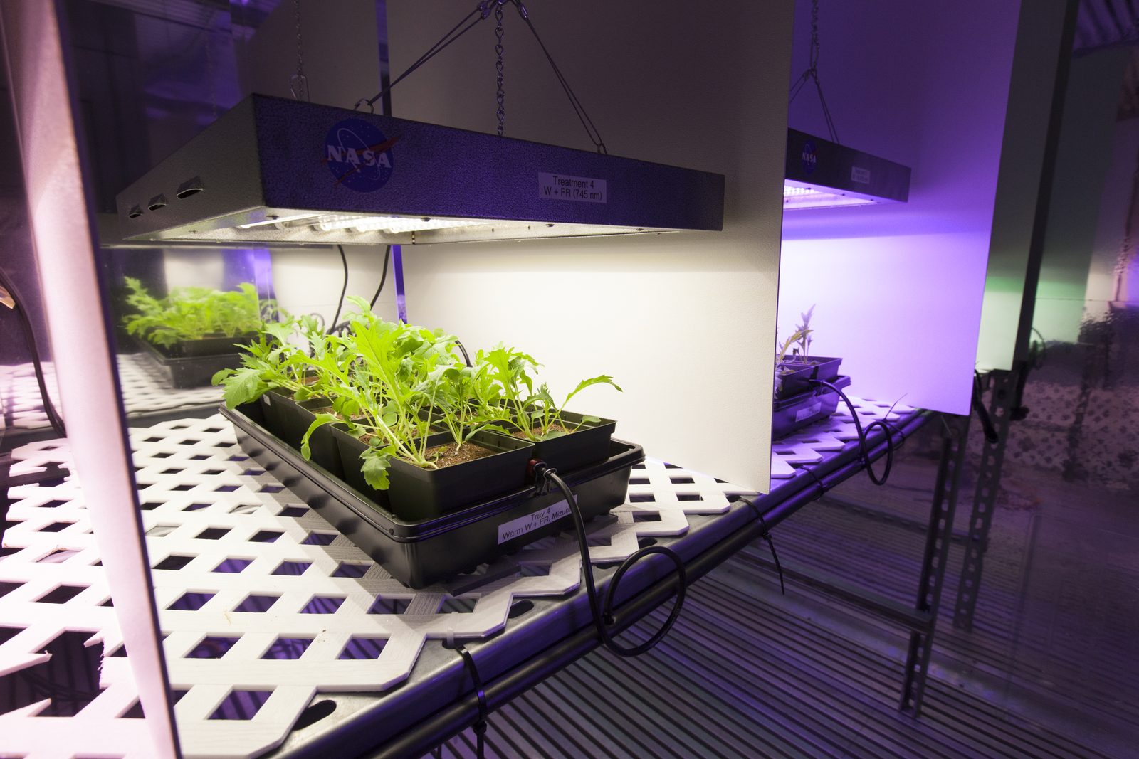 Someone working in Farming — Ellis Abel Learns Student interns harvest and test plants from a growth experiment in the Space Life Sciences Laboratory at Kennedy Space Center. Real NASA photograph used on the Ellis Abel Learns "Why I Love Farming" page.