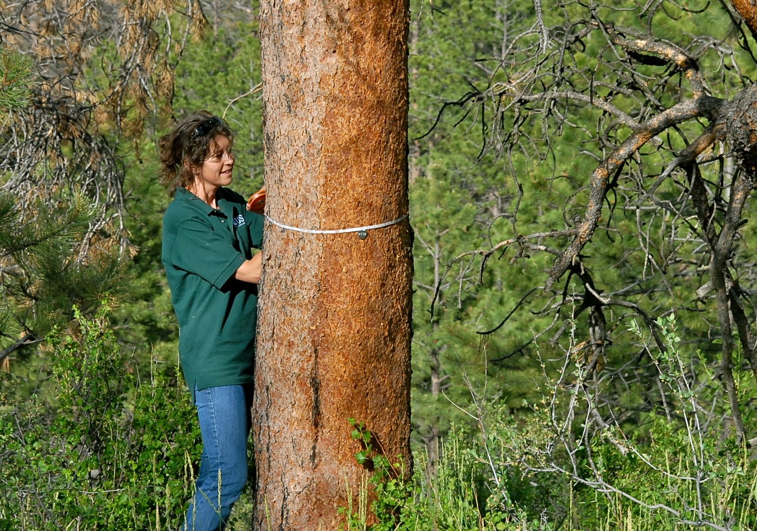 Someone working in Forests — Ellis Abel Learns USGS forest ecologist Jenny Briggs holds a measuring tape against the trunk of a pine tree killed by mountain pine beetles. Real USGS photograph used on the Ellis Abel Learns "Why I Love Forests" page.