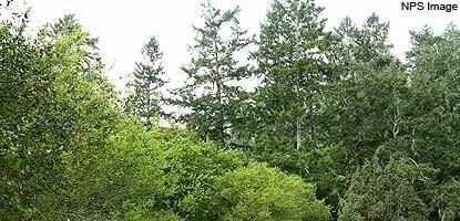 The dark ragged skyline of a Douglas fir forest at Point Reyes, California, silhouetted against a pale grey sky. Real USGS photograph used on the Ellis Abel Learns "Why I Love Forests" page.