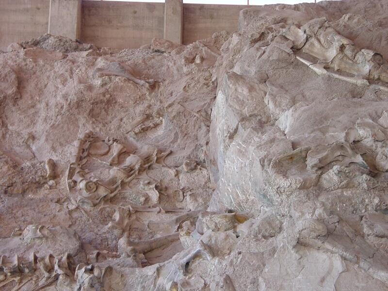 Hundreds of dinosaur bones still embedded in the tilted rock wall inside the Dinosaur Quarry building at Dinosaur National Monument. Real USGS photograph used on the Ellis Abel Learns "Why I Love Fossils" page.