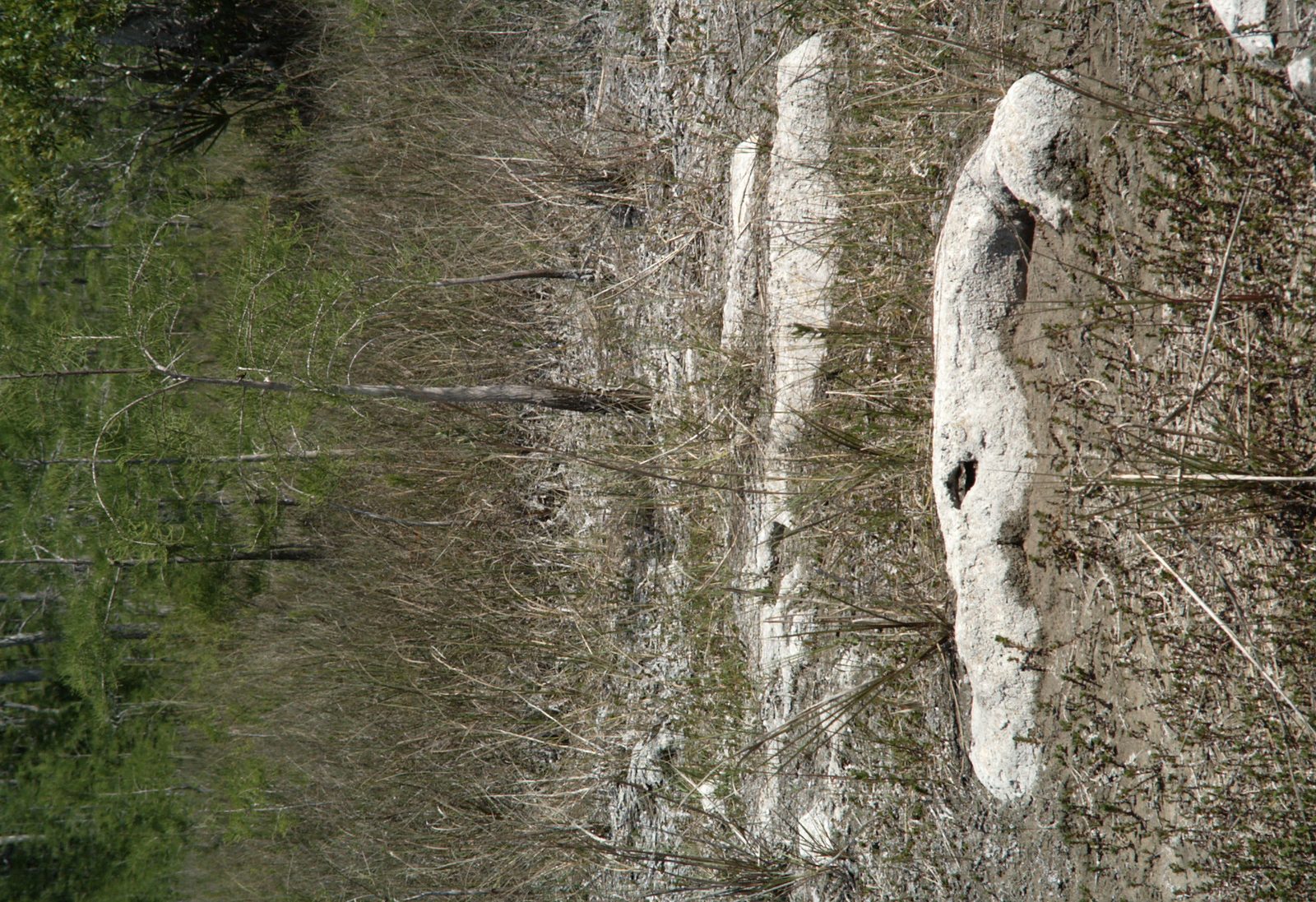 Pale rock outcroppings breaking through prairie grass in Big Cypress National Preserve. Real USGS photograph used on the Ellis Abel Learns "Why I Love Geology" page.