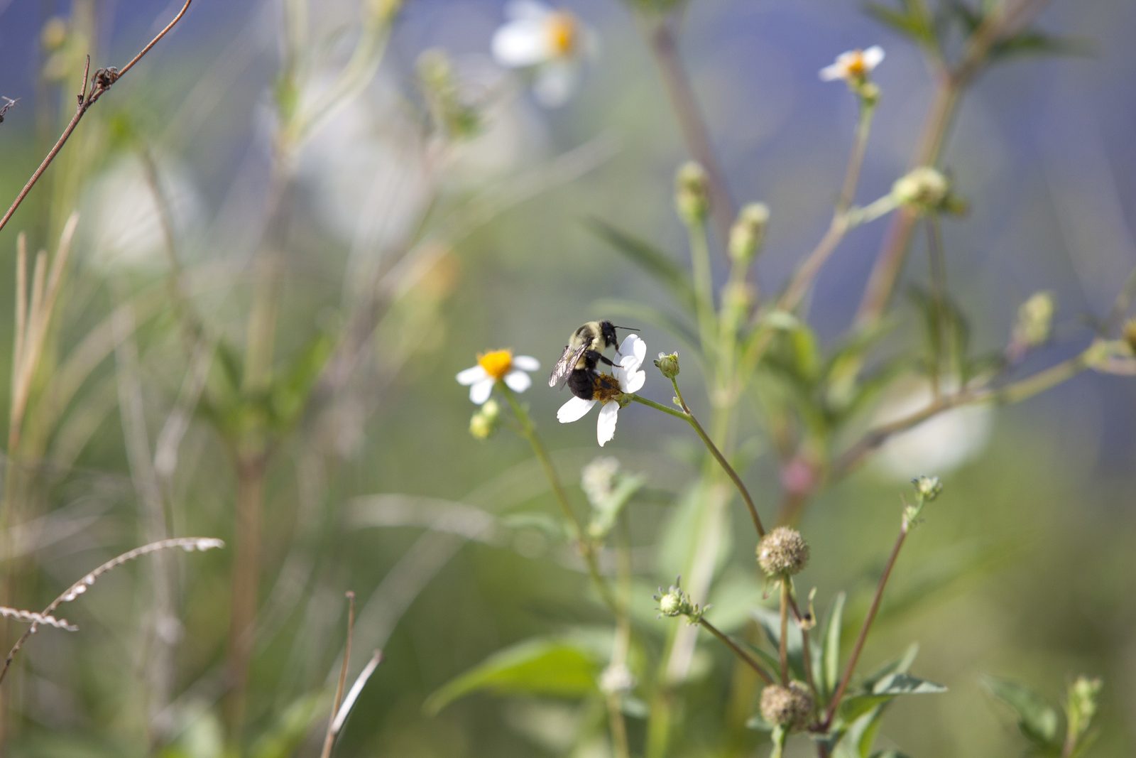A bee crawling over the yellow centre of a wildflower while pollinating it on Kennedy Space Center property. Real NASA photograph used on the Ellis Abel Learns "Why I Love Insects" page.