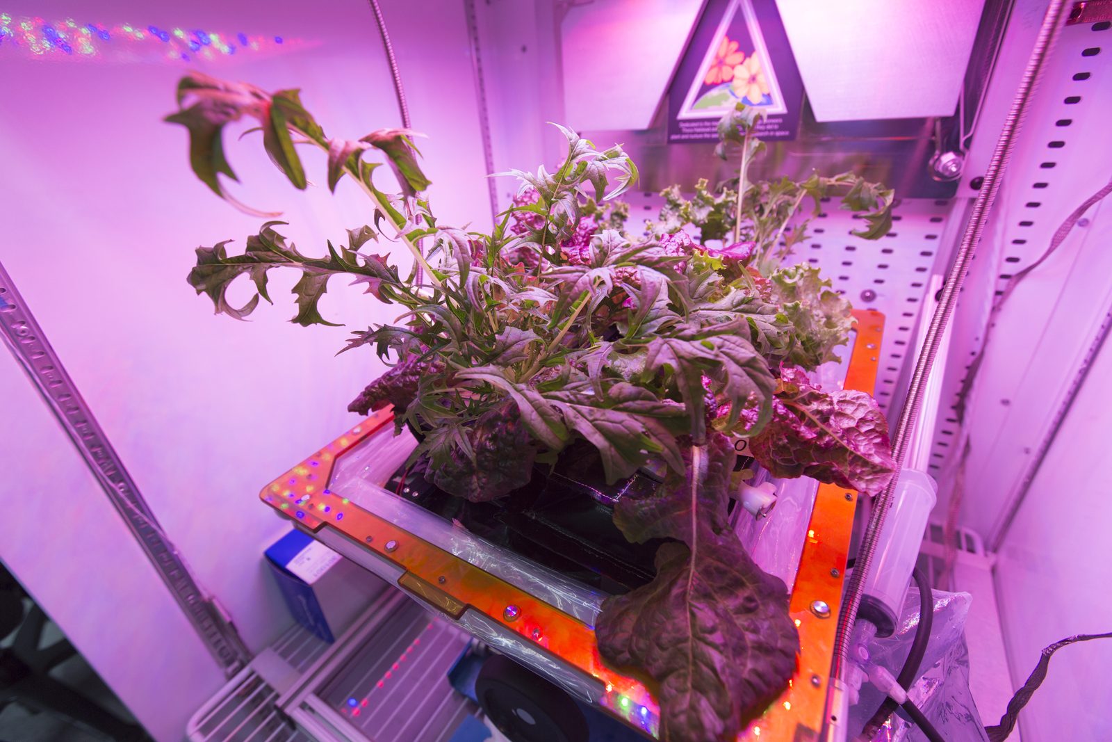 Red leaf lettuce, mizuna mustard and green lettuce growing under pink-white LED lights in the Veggie plant growth hardware. Real NASA photograph used on the Ellis Abel Learns "Why I Love Plants" page.