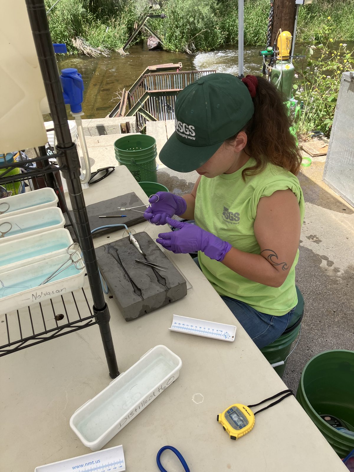 Someone working in Sharks — Ellis Abel Learns A USGS biological science technician in purple gloves implants an acoustic tracking tag into a juvenile salmon on a river bank. Real USGS photograph used on the Ellis Abel Learns "Why I Love Sharks" page.