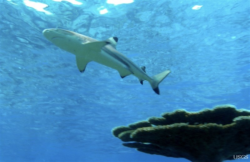 A blacktip reef shark swims just under the sunlit surface, above a head of coral, at Palmyra Atoll National Wildlife Refuge in the Pacific Ocean. Real USGS photograph used on the Ellis Abel Learns "Why I Love Sharks" page.