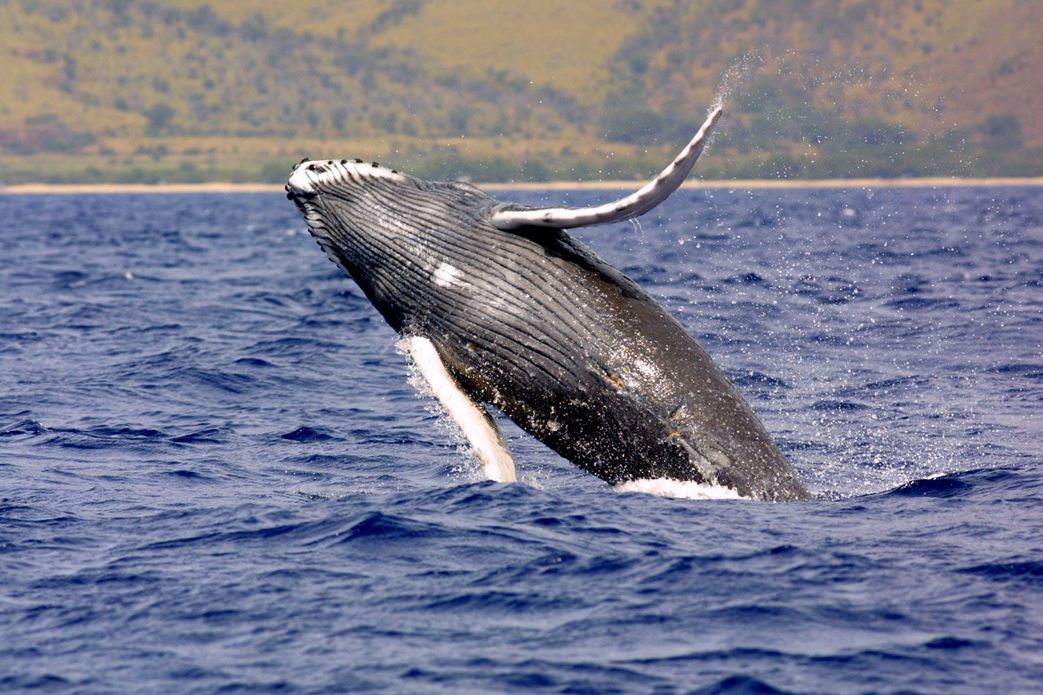 A humpback whale launching most of its body out of the ocean in a breach, with spray flying off its flippers. Real USGS photograph used on the Ellis Abel Learns "Why I Love Whales" page.